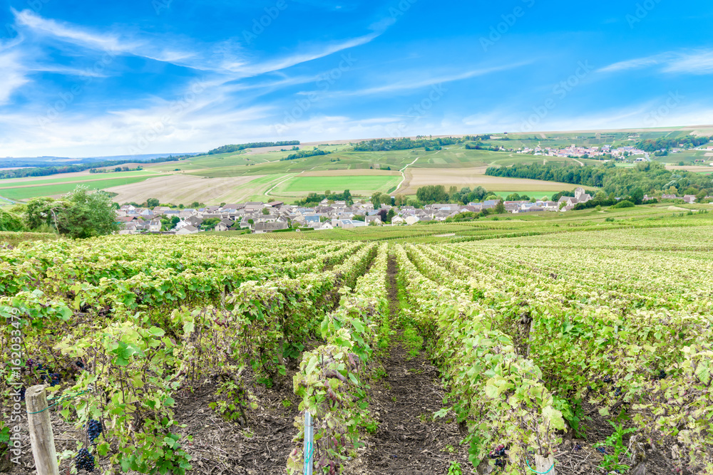 Scenic landscape in the Champagne, Vineyards in the Montagne de Reims, France