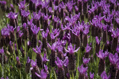 Closeup of Lavender Stoechas flower, just blooming, on a sunny day of spring, intense purple color, italy