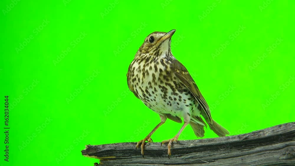 Song Thrush (Turdus philomelos) isolated on a green background Song Thrush (Turdus philomelos) isolated on a green background