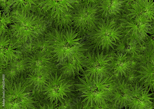 3d illustration. blooming marijuana cannabis farm background