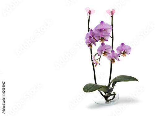 Blooming orchid isolated on white background. 