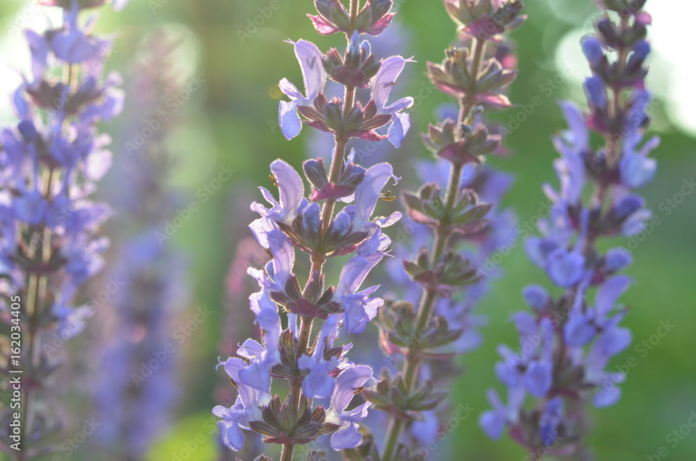 Obraz premium Цветущий шалфей пустынный Salvia deserta
