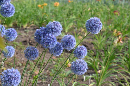 Цветущий лук голубой Allium caeruleum photo