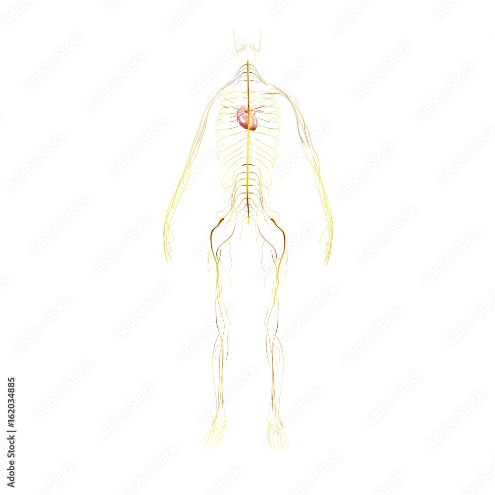 3d illustration of human body heart and nerves system 3d illustration of human body heart and nerves system
