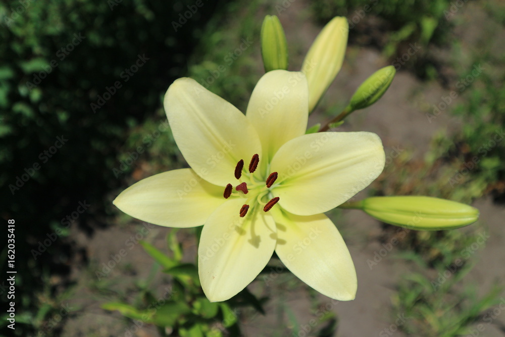 Fototapeta premium L.A. Hybrid Lilie 'Courier' large white-lime flower and buds