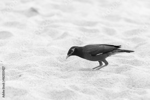 Acridotheres is looking for something in the sand - black and white