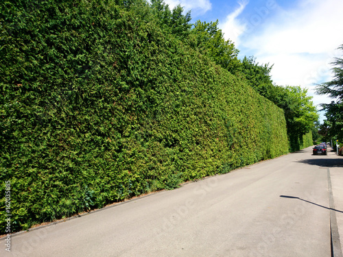 3-4m hohe Hecke in Deutschland