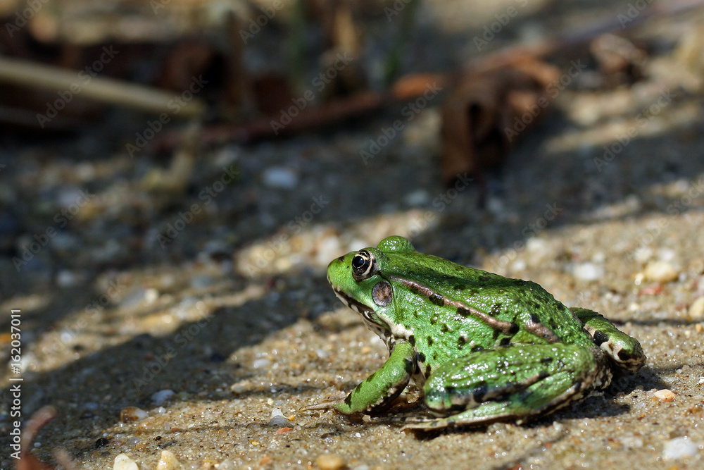 Obraz premium Grüner Frosch