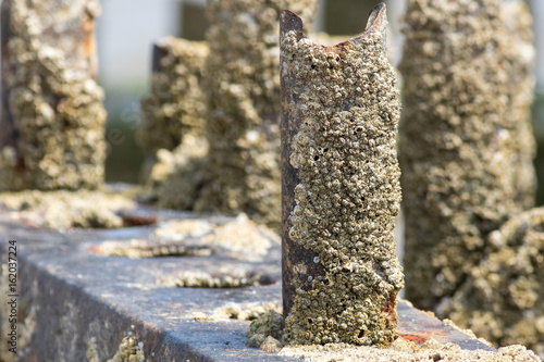 Barnacle encrusted rusty beach groyne (groin). Barnacles on a metal post.