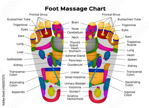 Foot reflexology chart with description of the internal organs and body parts. Vector illustration . anatomy