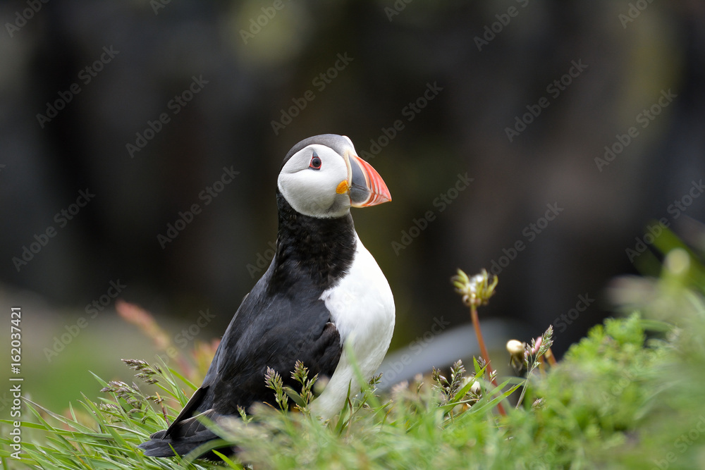 Obraz premium Puffin