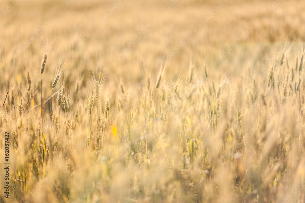 Agricultural Background with Ripe golden rays of the low sun backlight. Rural scene with limited depth of field. Agricultural Background with Ripe golden rays of the low sun backlight. Rural scene with limited depth of field.