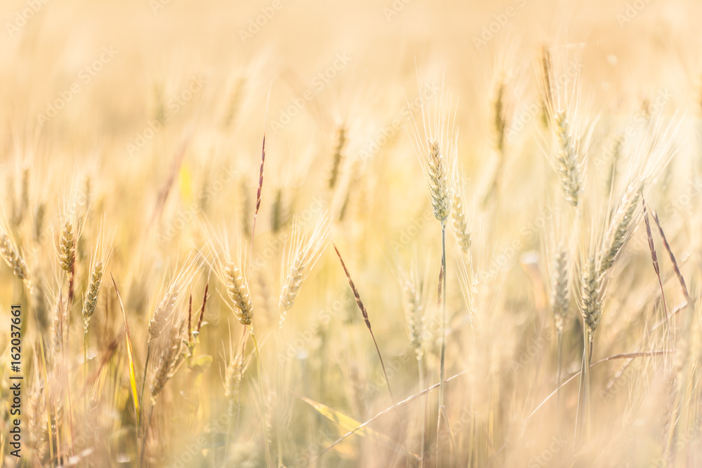 Agricultural Background with Ripe golden rays of the low sun backlight. Rural scene with limited depth of field.