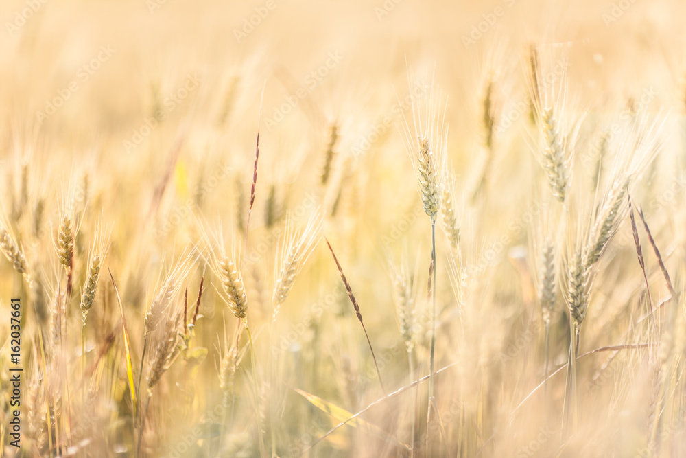 Agricultural Background with Ripe golden rays of the low sun backlight. Rural scene with limited depth of field. Agricultural Background with Ripe golden rays of the low sun backlight. Rural scene with limited depth of field.