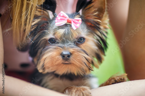 Lovely puppy of female Yorkshire Terrier small dog with bow on woman hands © hiv360