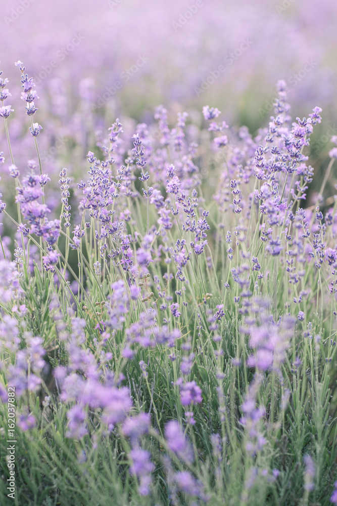 Fototapeta premium Blooming Lavender Field