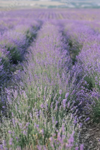Obraz piękne lawendowe pole