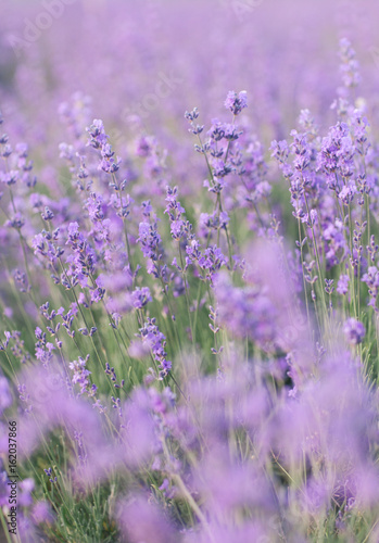 Blooming Lavender Field