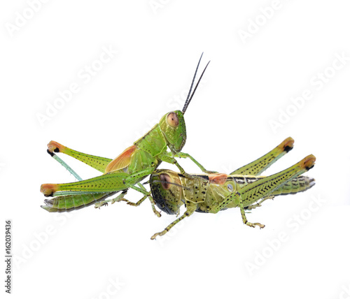 Grasshopper in front of white background © supia