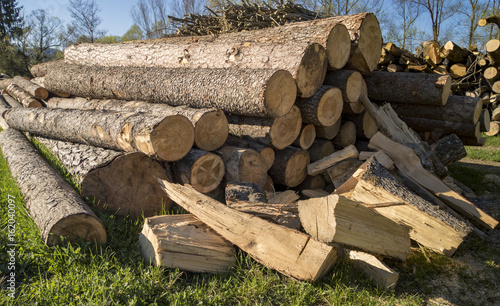 Holzstämme auf einem Haufen photo