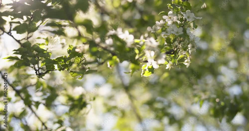 slow motion closeup shot of white apple tree blossom slow motion closeup shot of white apple tree blossom