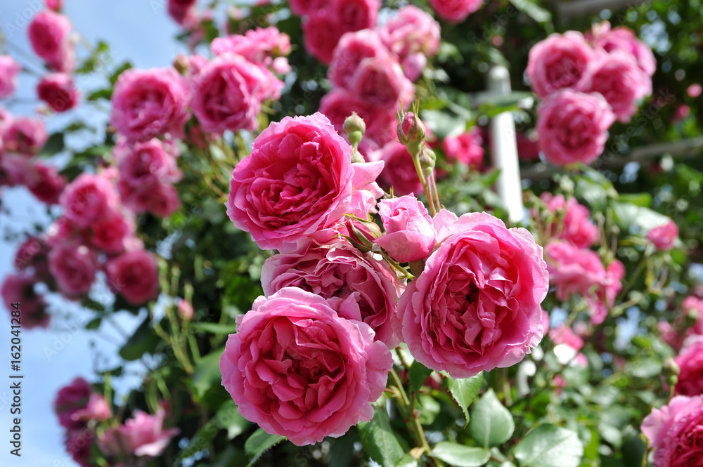 Beautiful pink roses in garden Beautiful pink roses in garden