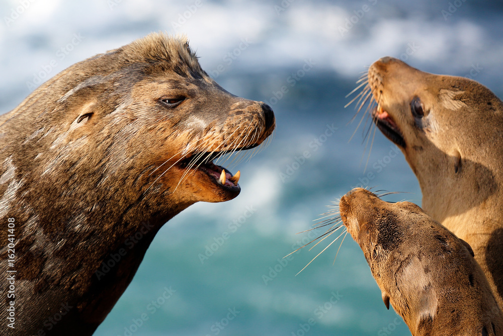 Naklejka premium Two Wild Young Seals Playing with a Old Seal at La Jolla Cove on a Sunny Late After Noon, San Diego, California, USA.