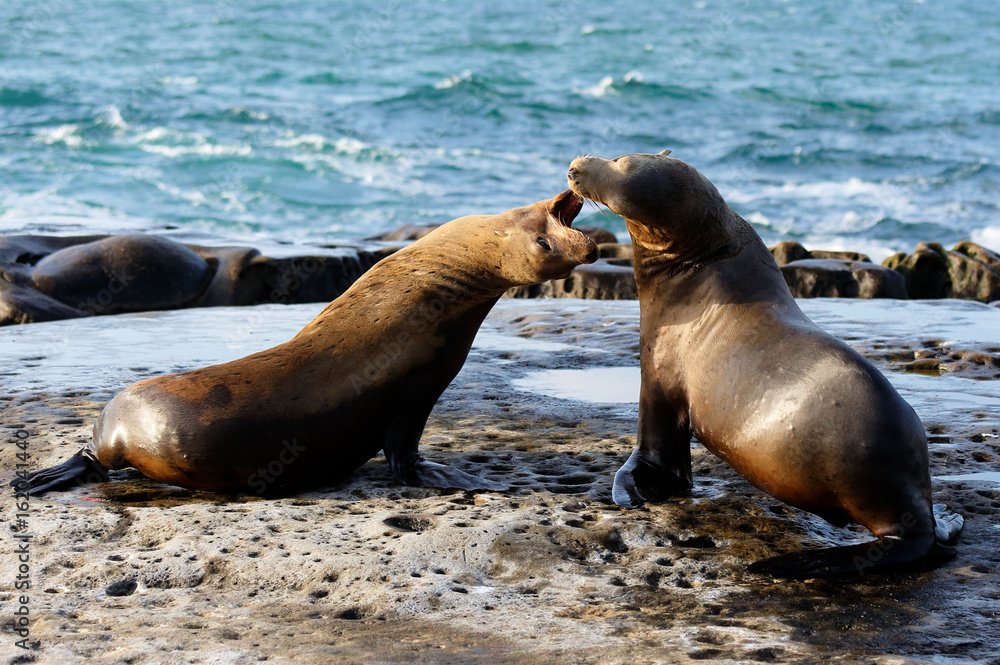 Naklejka premium Two Seals Playing at La Jolla Cove on a Sunny Late After Noon, San Diego, California, USA.