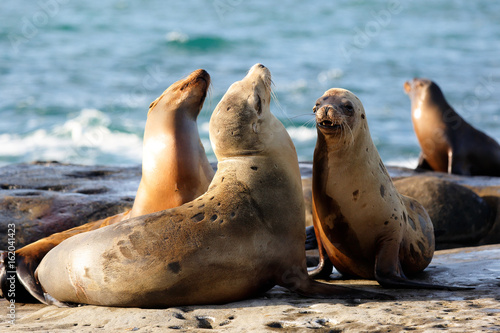 A Group of Wild Seals Playing at La Jolla Cove on a Sunny Late After Noon, San Diego, California, USA.