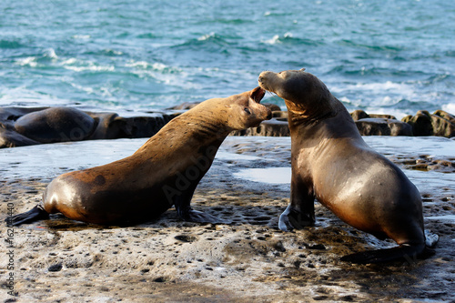Two Seals Playing at La Jolla Cove on a Sunny Late After Noon  San Diego  California  USA.