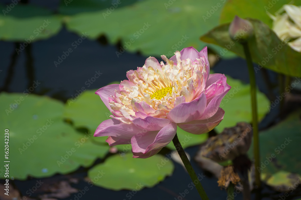 Beautiful pink lotus flower
