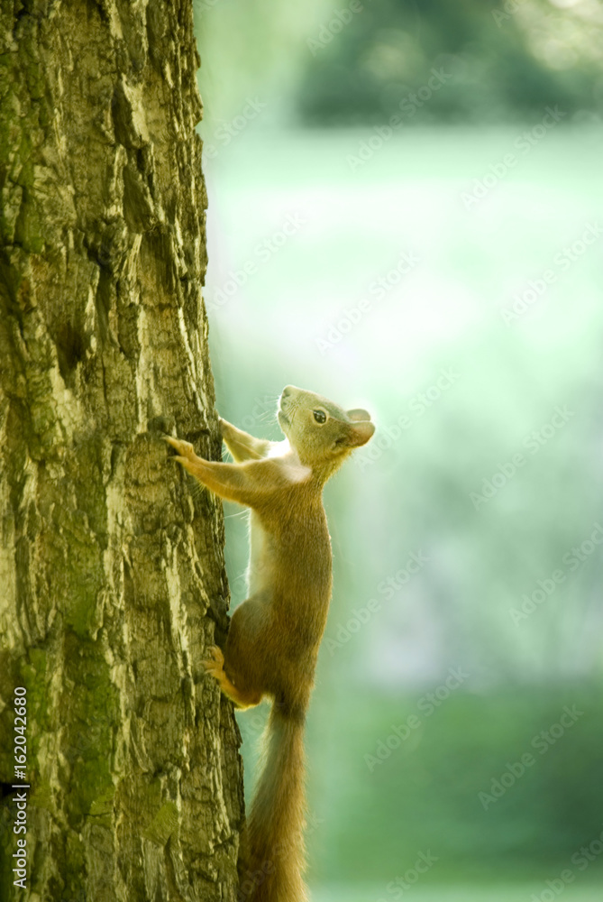 squirrel climbing tree in morning wild nature squirrel climbing tree in morning wild nature