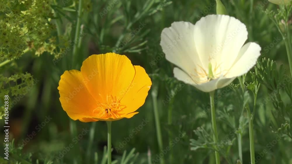 golden poppy in the nature golden poppy in the nature