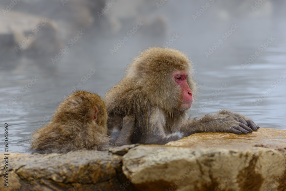 温泉に入るサル