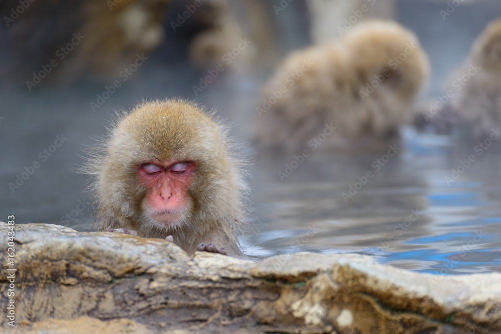 Fototapeta premium 温泉に入るサル