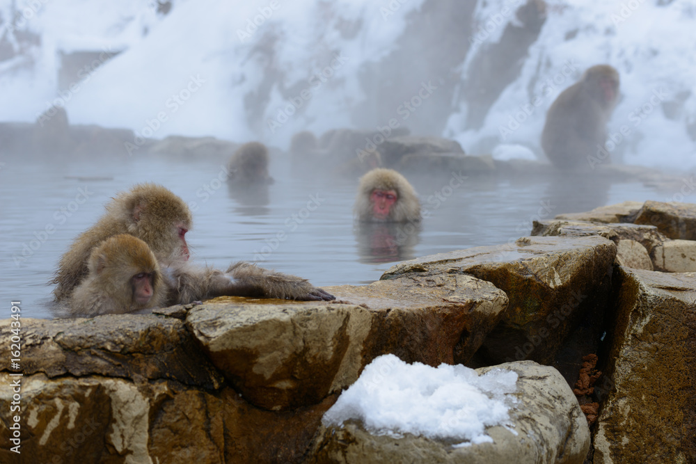Naklejka premium 温泉に入るサル