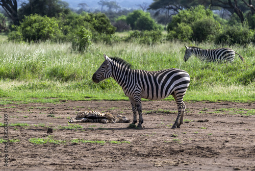 Zebra standing at the sick zebras on the ground