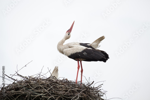 The adult white stork in a nest has raised the head