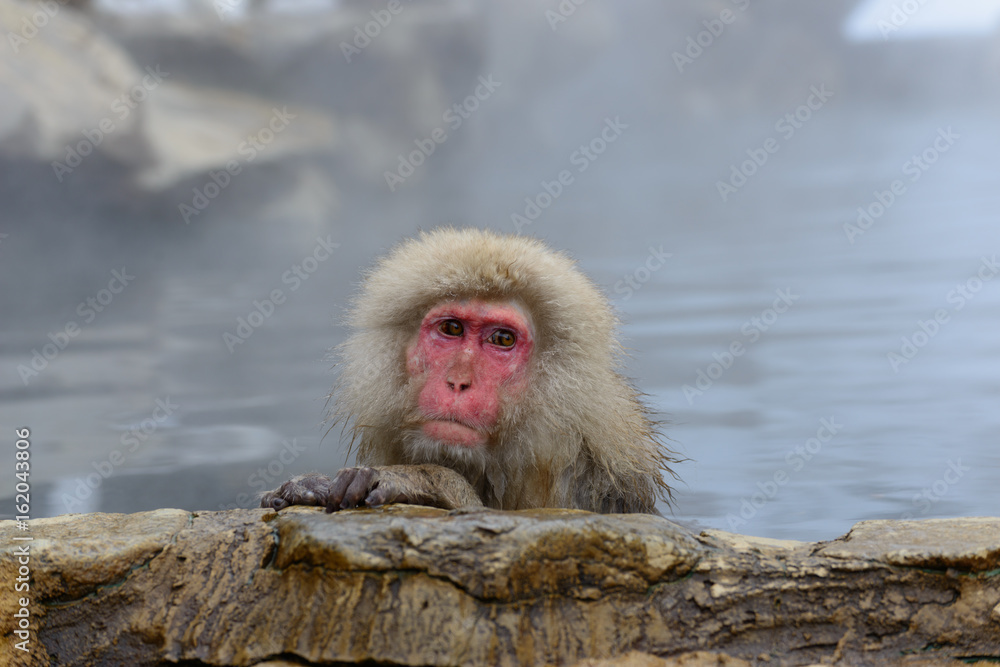 Naklejka premium 温泉に入るサル