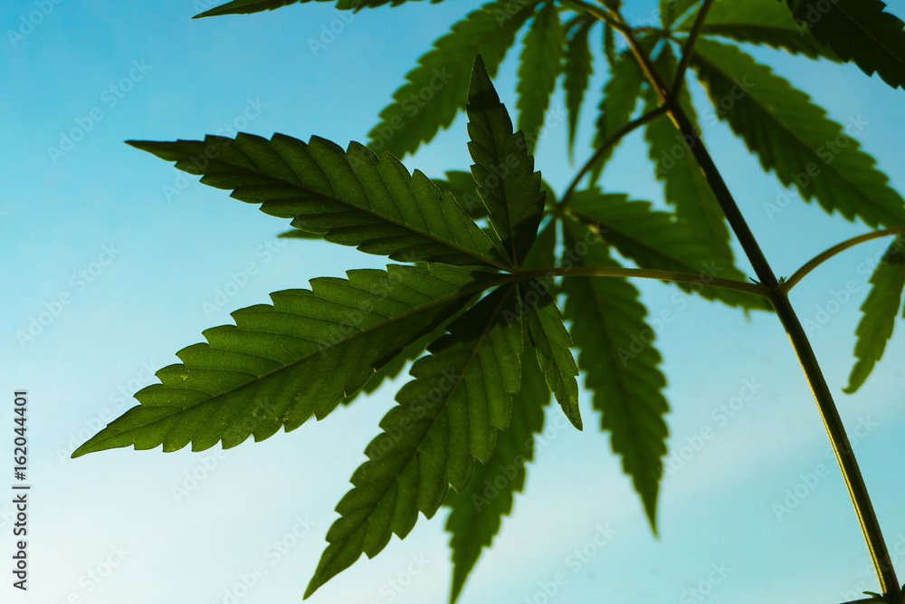 Cannabis, marijuana, Cannabis, marijuana,