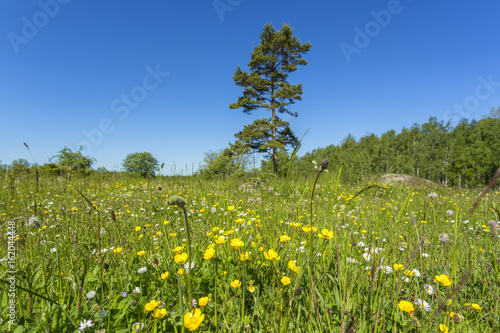 Summer meadow with blooming flowers