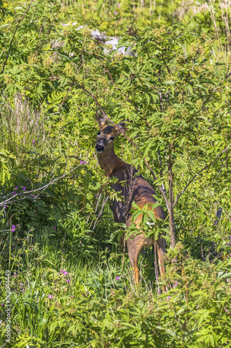 Roe deer looking at the camera © Lars Johansson