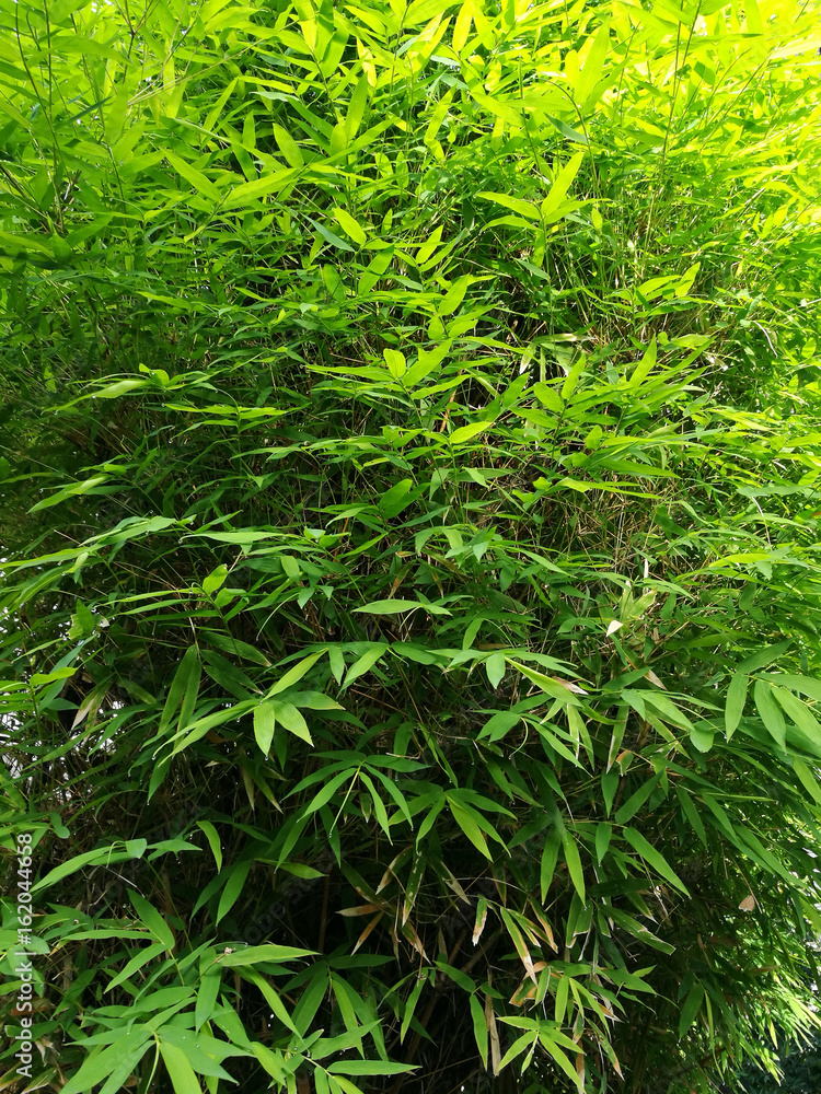 Bamboo leaves Bamboo leaves