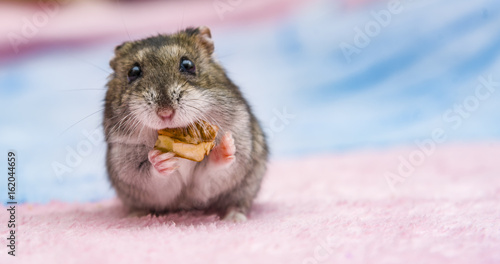 russian hamster in front of white background