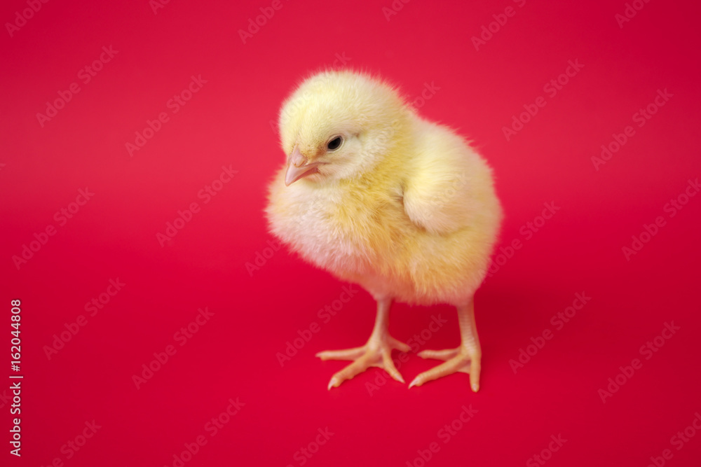 chicken on red background baby bird hen chick isolated in studio