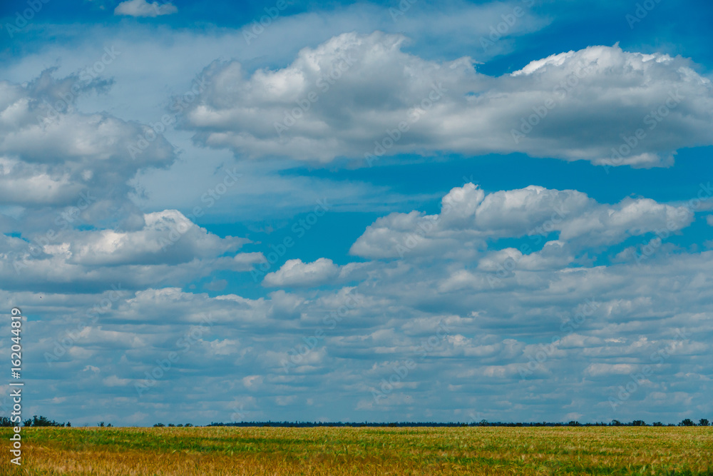 Wheat field Wheat field