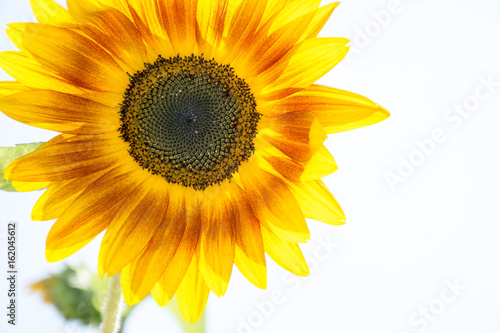 Fototapeta Naklejka Na Ścianę i Meble -  In the summer sunflower grows.