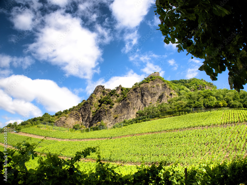 Weinberg, vineyard