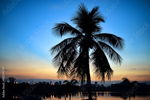Silhouettes of coconut tree at sunset   soft focus