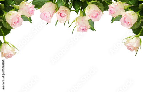 White rose flowers border